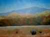 bears2