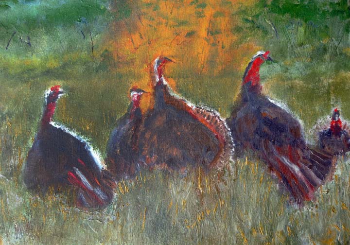 turkeys